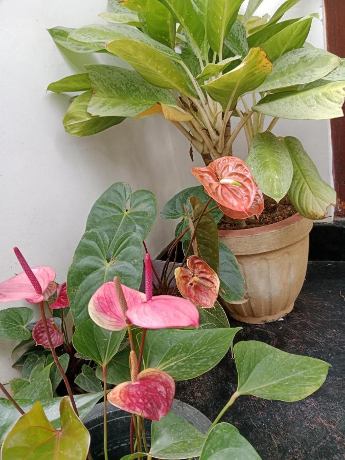 Ella Glory Inn Dış mekan fotoğraf